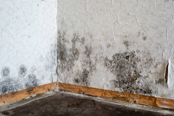 Best Commercial Mold Removal  in Calais, ME